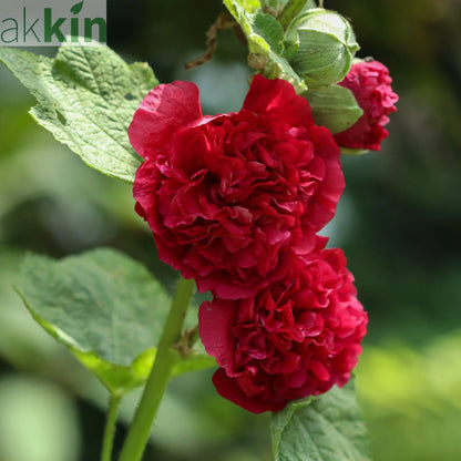 Hollyhock (Alcea) Chater's Red 9cm One Click Plants