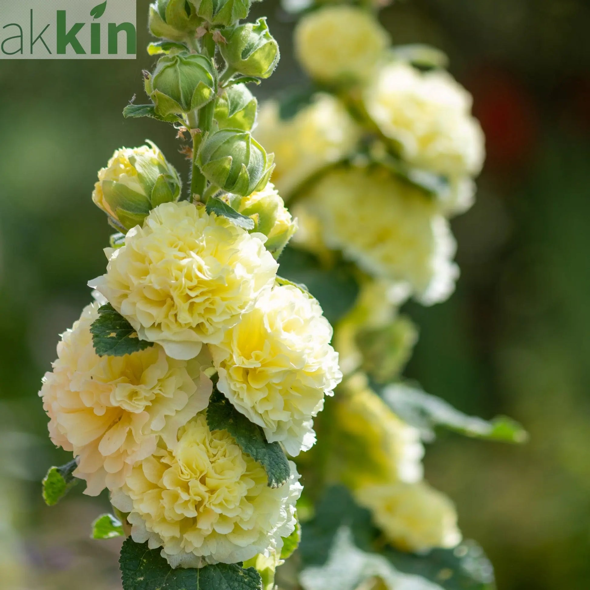 Hollyhock (Alcea) Yellow 'Spring Celebrities Lemon' 1.5L One Click Plants