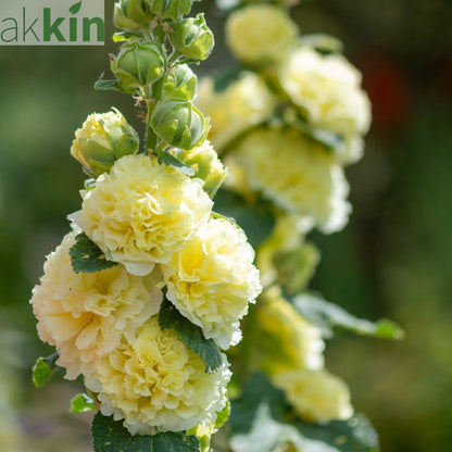 Hollyhock (Alcea) Yellow 'Spring Celebrities Lemon' 1.5L One Click Plants