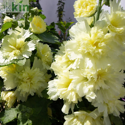 Hollyhock (Alcea) Yellow 'Spring Celebrities Lemon' 1.5L One Click Plants