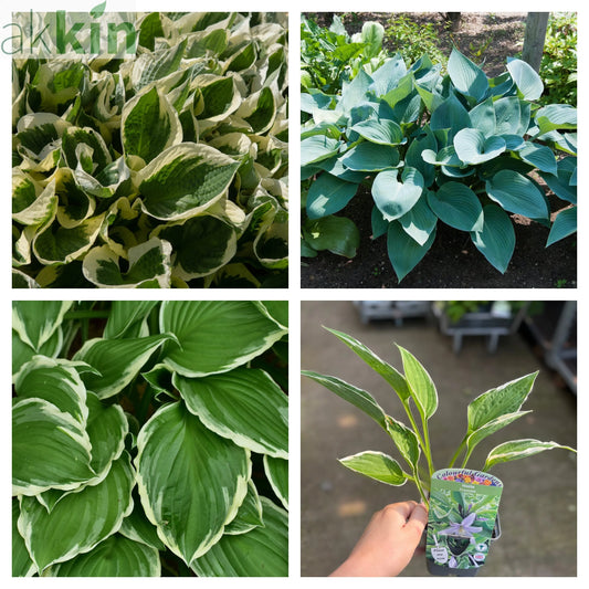 Mix of 3 x Hostas 9cm One Click Plants