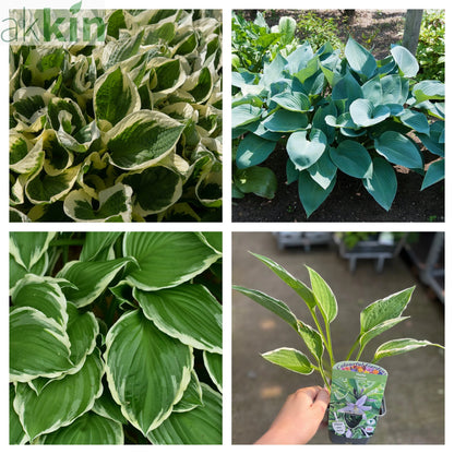 Mix of 3 x Hostas 9cm One Click Plants