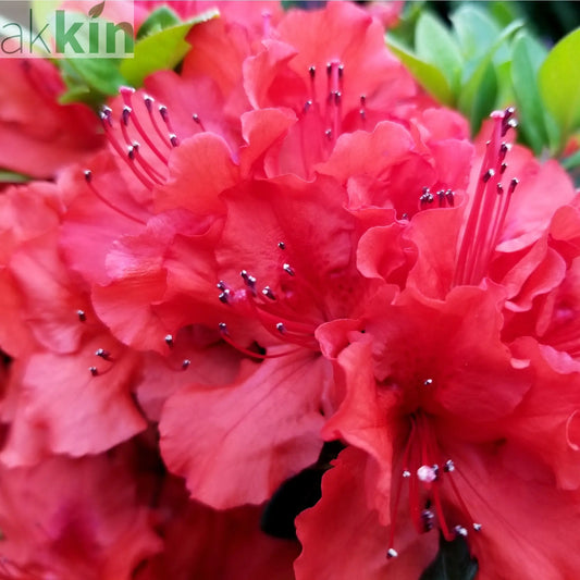 Azalea 'Hotshot' 2L One Click Plants