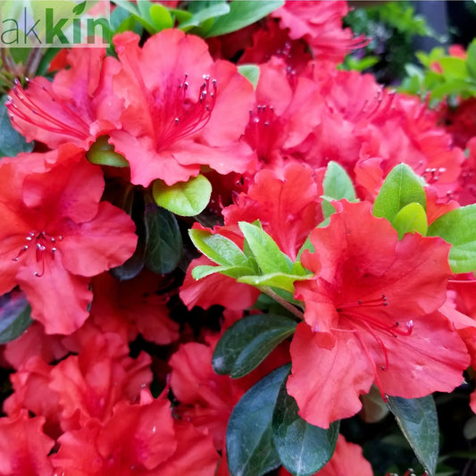 Azalea 'Johanna' 2L One Click Plants