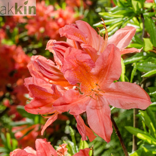 Azalea knaphill 'Hotspur Red' 2L / 5L One Click Plants
