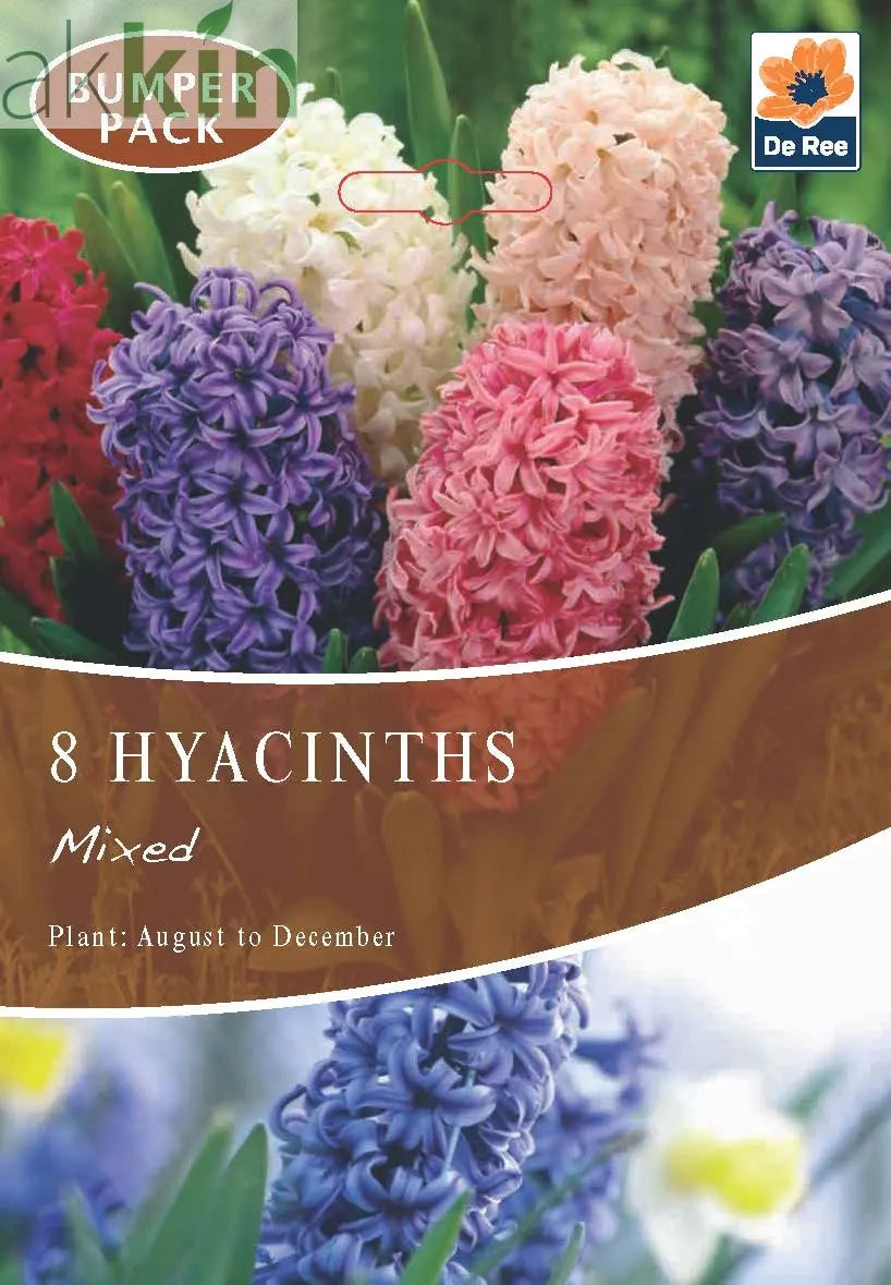 Hyacinth Mixed (3/7 Bulbs) One Click Plants