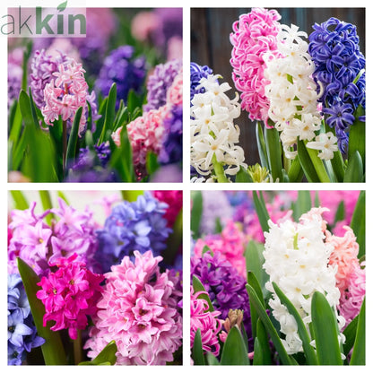 Hyacinth Mixed (3/7 Bulbs) One Click Plants