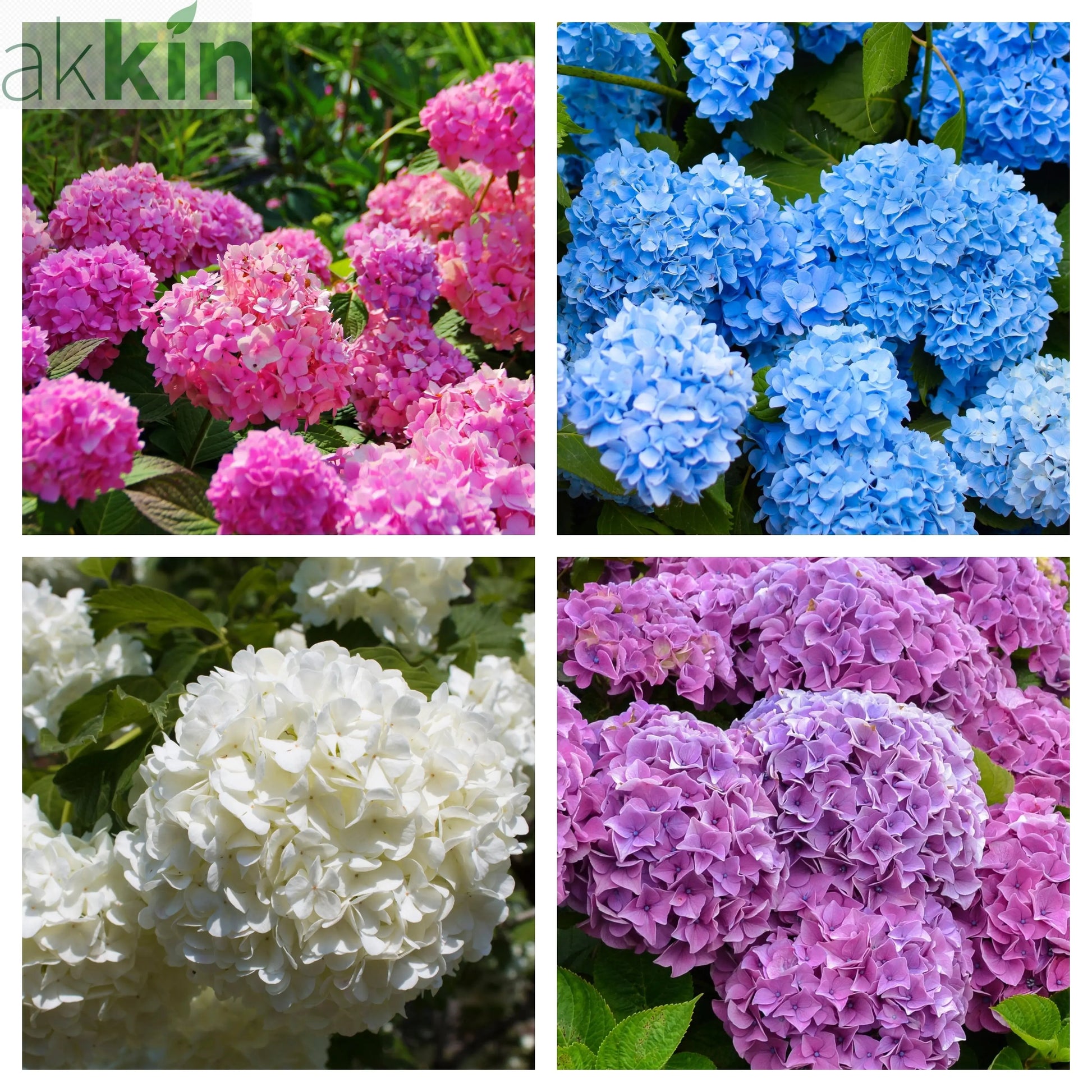 Hydrangea macrophylla | Surprise colour 1.5L (Our Choice) One Click Plants