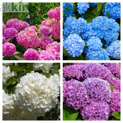 Hydrangea macrophylla | Surprise colour 1.5L (Our Choice) One Click Plants