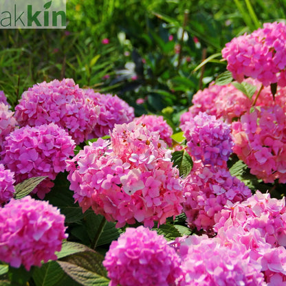 Hydrangea macrophylla | Surprise colour 1.5L (Our Choice) One Click Plants