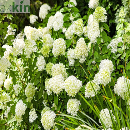 Hydrangea paniculta 'LimeLight' 9cm/2L/5L One Click Plants