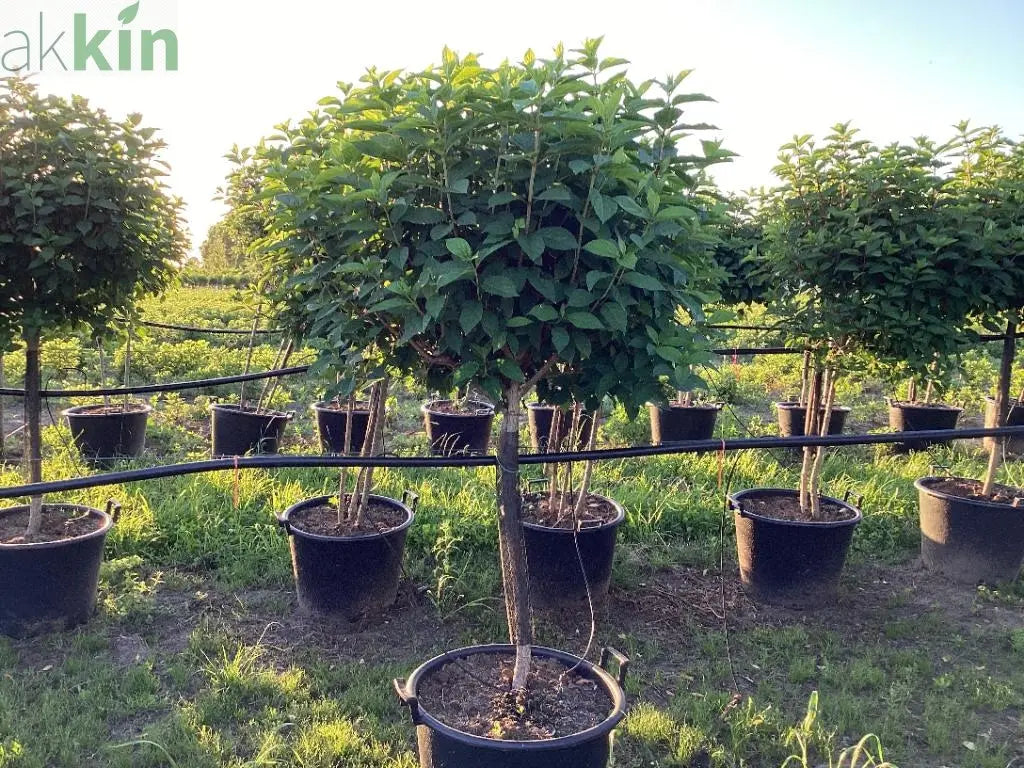 Hydrangea paniculata 'LimeLight’ Tree 65L 170-190cm One Click Plants