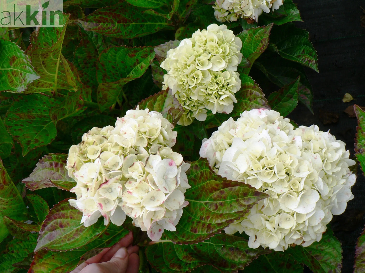 Hydrangea macrophylla 'Shakira' 9cm One Click Plants