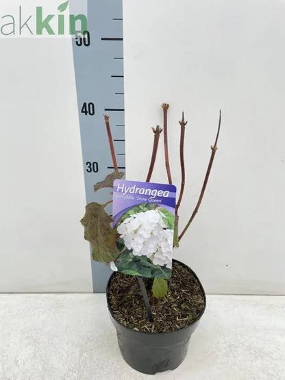 Hydrangea Quercifolia Snow Queen 2L One Click Plants