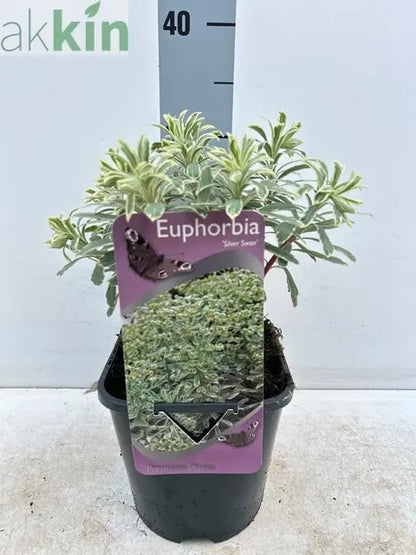 Euphorbia characias 'Silver Swan' 2L One Click Plants