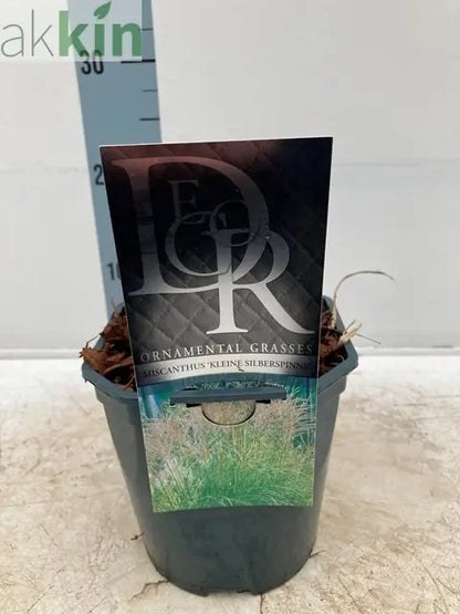 Miscanthus sinensis 'Kleine Silberspinne' 2L One Click Plants