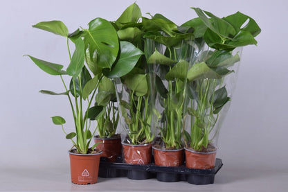 Monstera Deliciosa (Swiss Cheese) (50-60cm)