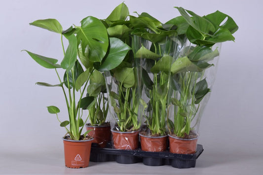 Monstera Deliciosa (Swiss Cheese) (50-60cm)