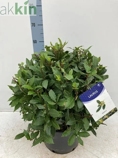 Established Laurus Nobilis Ball (Bay Leaf Ball) 10L / 15L / 24L / 30L One Click Plants