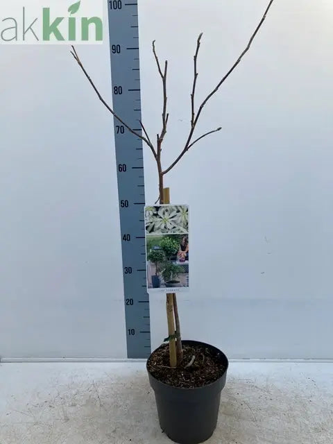 Magnolia stellata Standard Tree | Star Magnolia 90-100cm One Click Plants