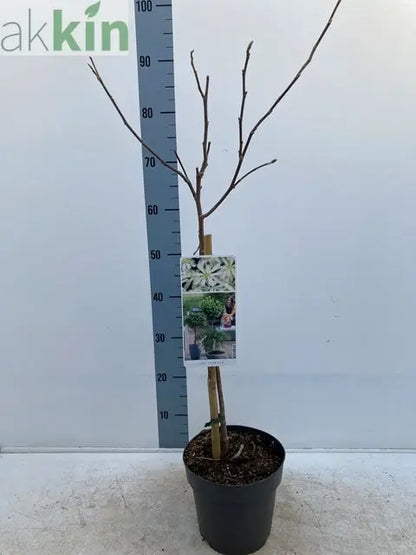 Magnolia stellata Standard Tree | Star Magnolia 90-100cm One Click Plants