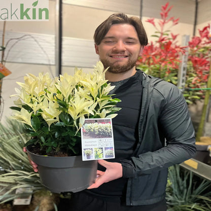 Euonymus japonica 'Himalaya' 9cm/2L/5L One Click Plants