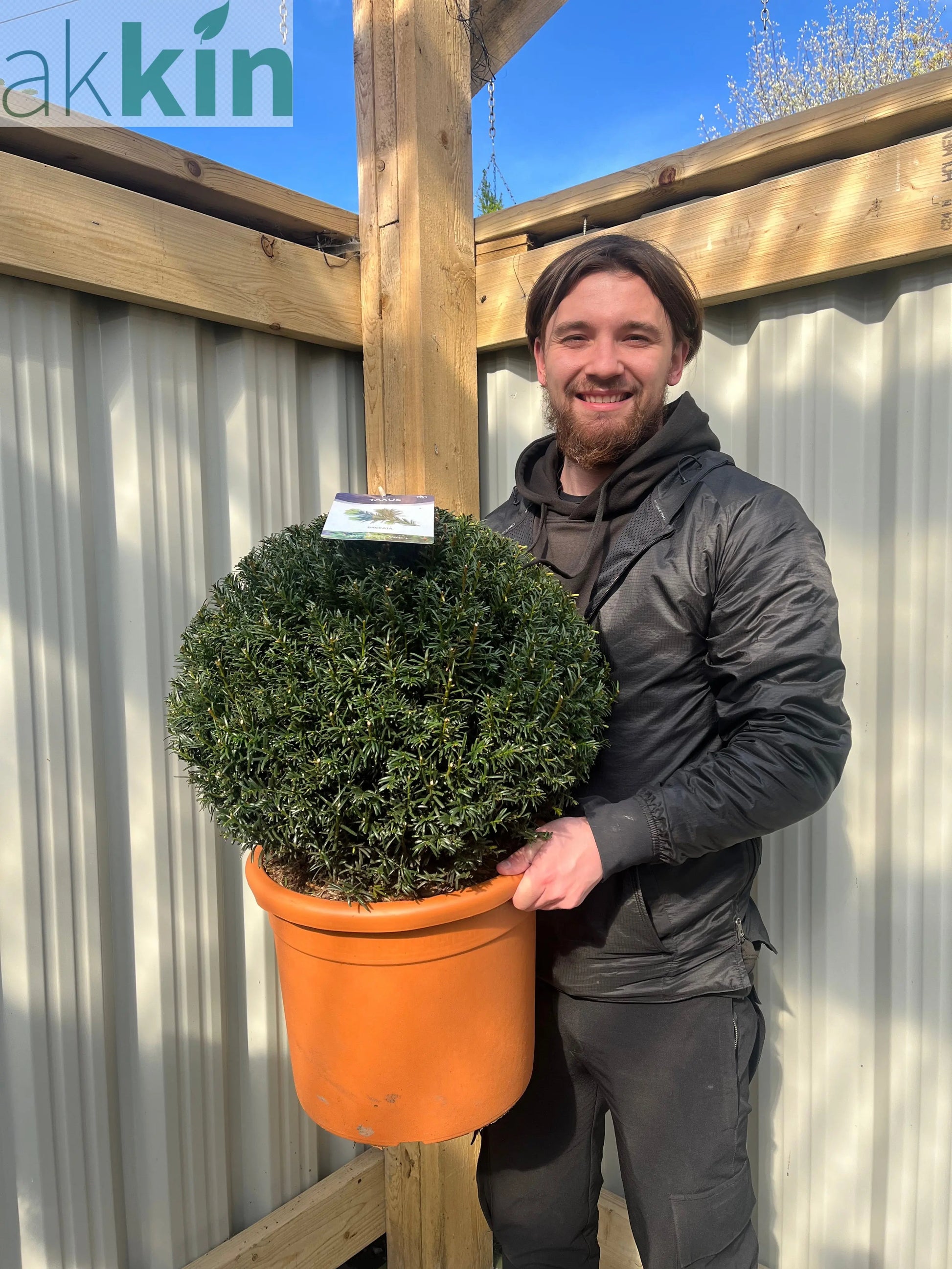 Yew Ball - Taxus Baccata Ball 6L / 7L / 10L / 22L One Click Plants