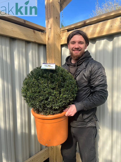 Yew Ball - Taxus Baccata Ball 6L / 7L / 10L / 22L One Click Plants