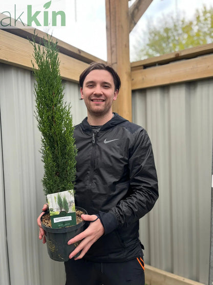 Cupressus sempervivrens Totem (Italian Cypress) 50-60cm, 140-150cm One Click Plants