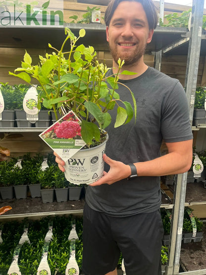 Hydrangea arborescens 'Strong Annabelle Pink' 3L One Click Plants