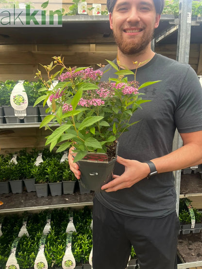 Spiraea japonica 'Anthony Waterer' 2L One Click Plants