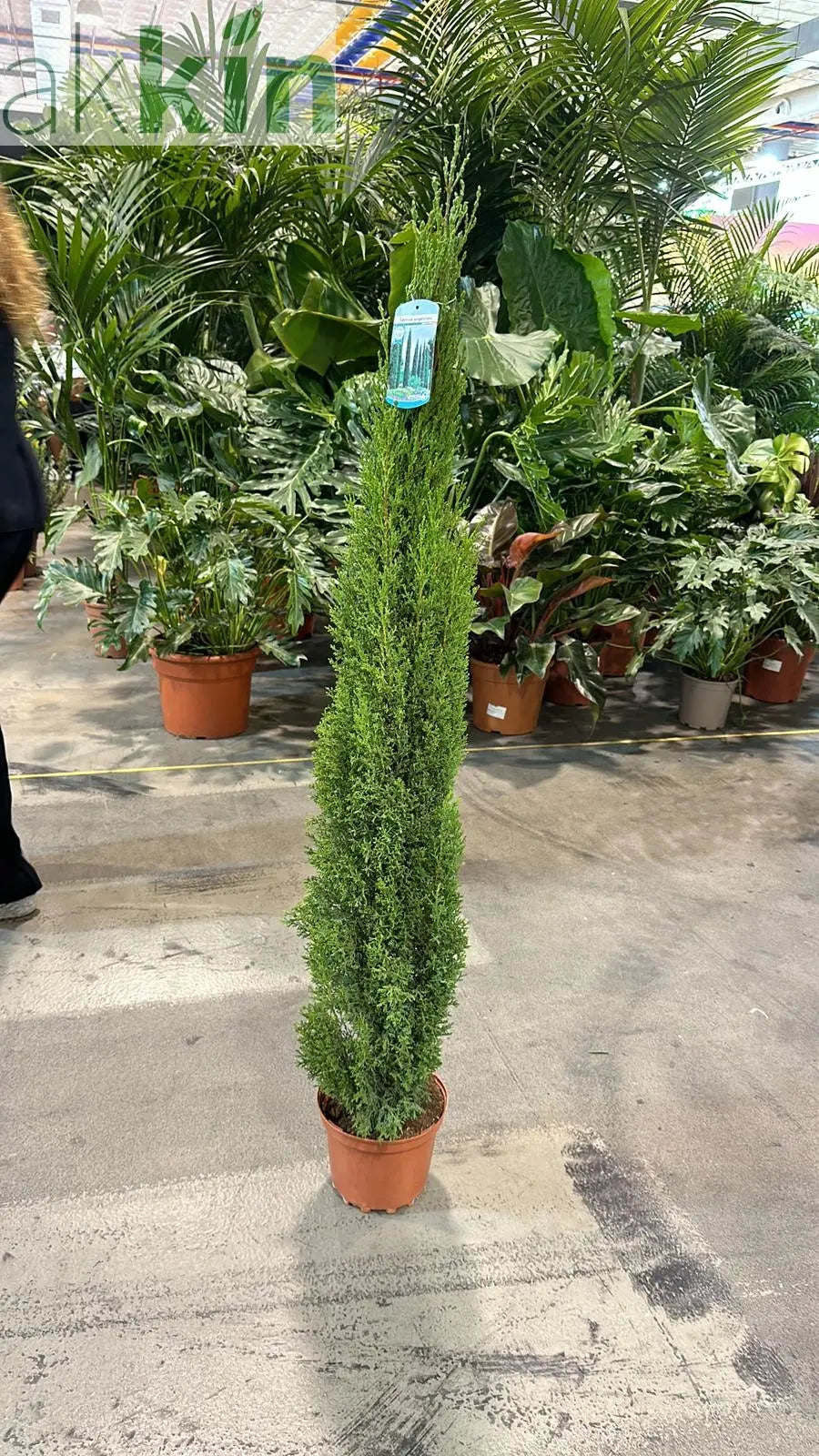 Cupressus sempervivrens Totem (Italian Cypress) 50-60cm, 140-150cm One Click Plants