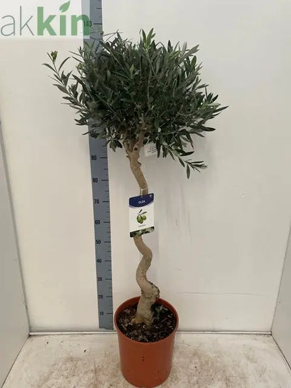 4-5ft Twisted Stem Olive Tree | Hardy Evergreen Potted Tree (Multibuy Offers Available) One Click Plants