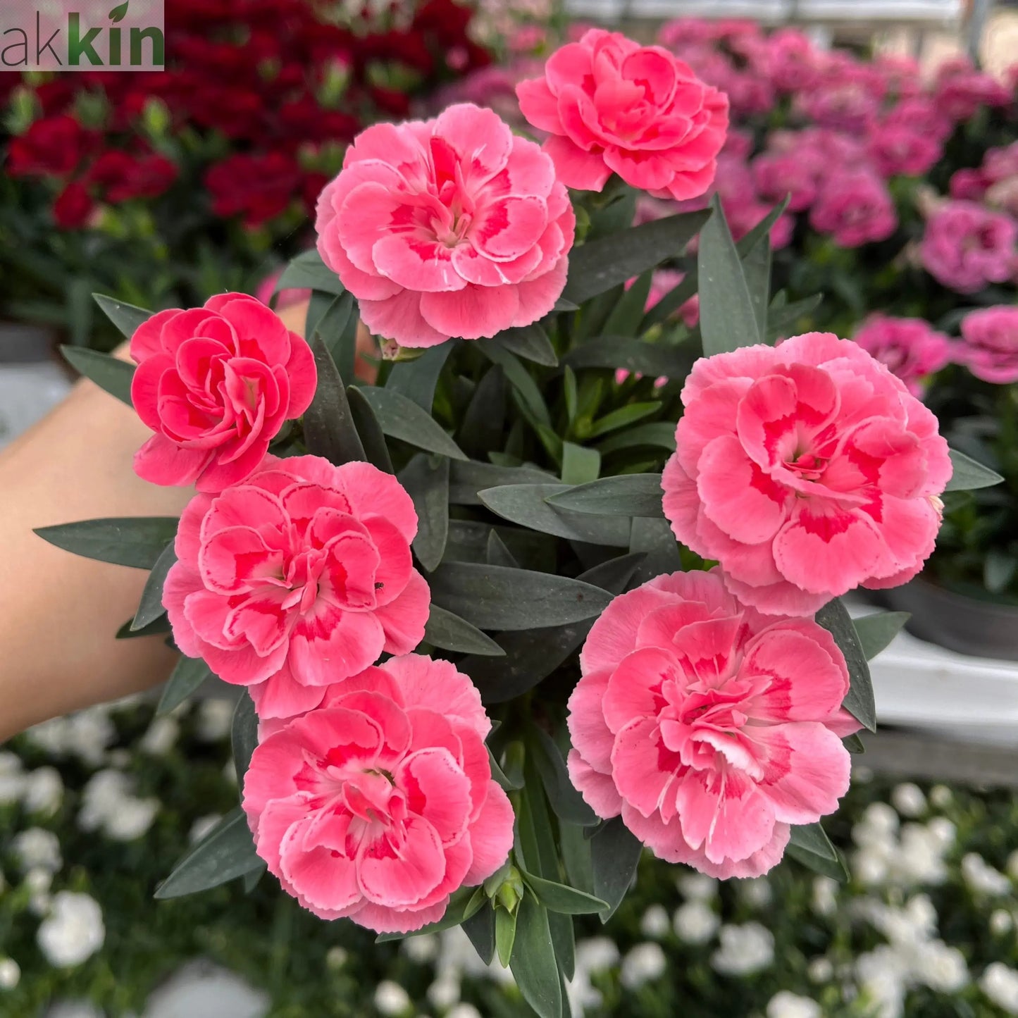 Dianthus Oscar Pink (9cm growers pot) One Click Plants