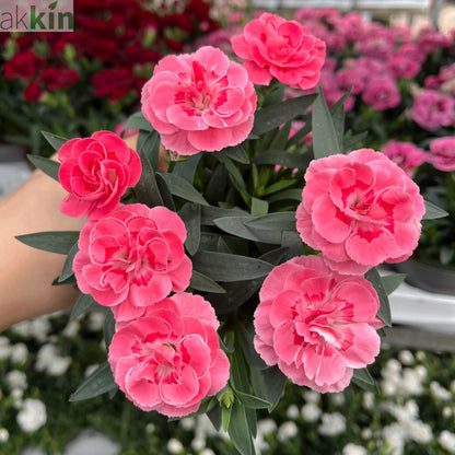 Dianthus Oscar Pink (9cm growers pot) One Click Plants