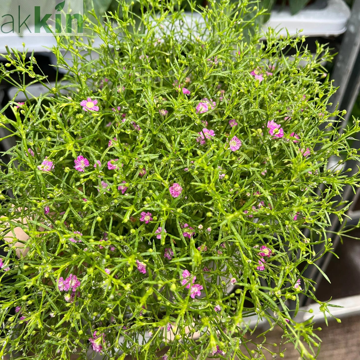 Gypsophila Rose 1.5L One Click Plants