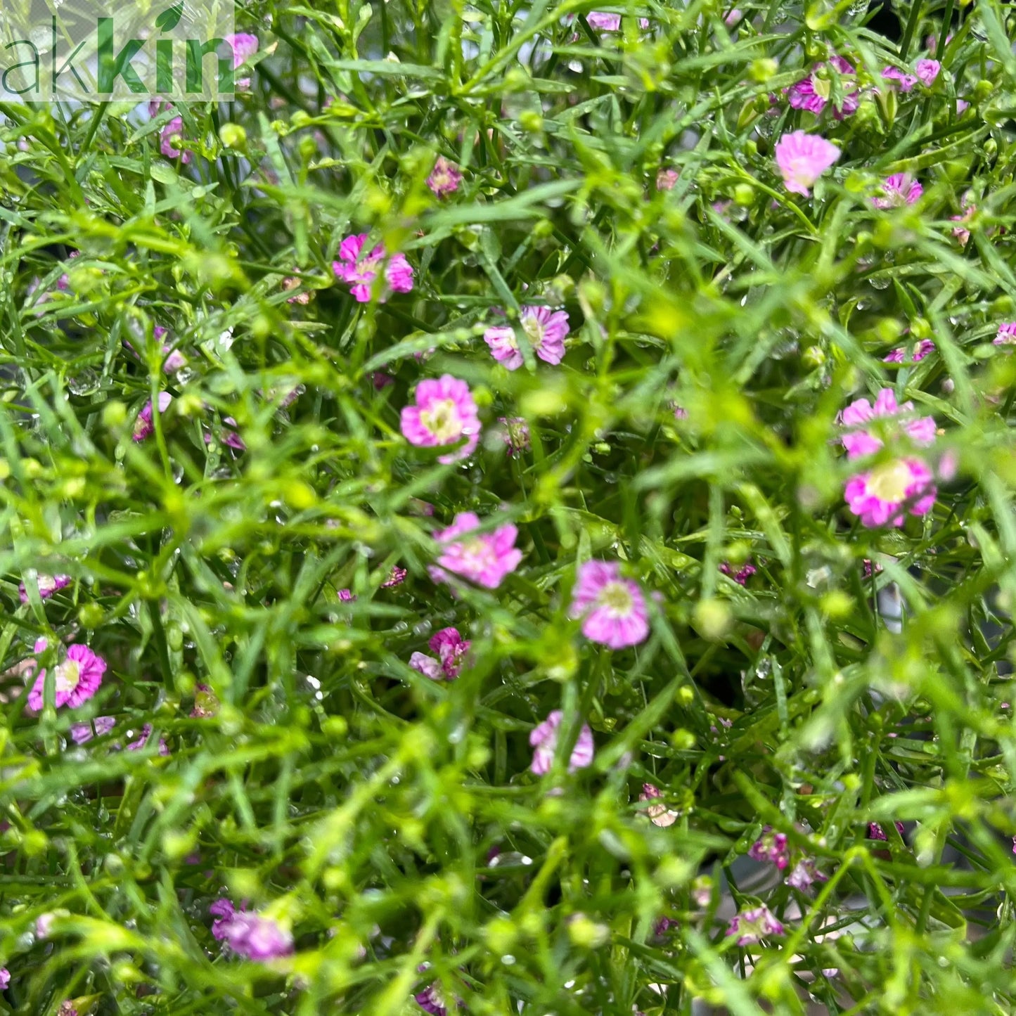 Gypsophila Rose 1.5L One Click Plants