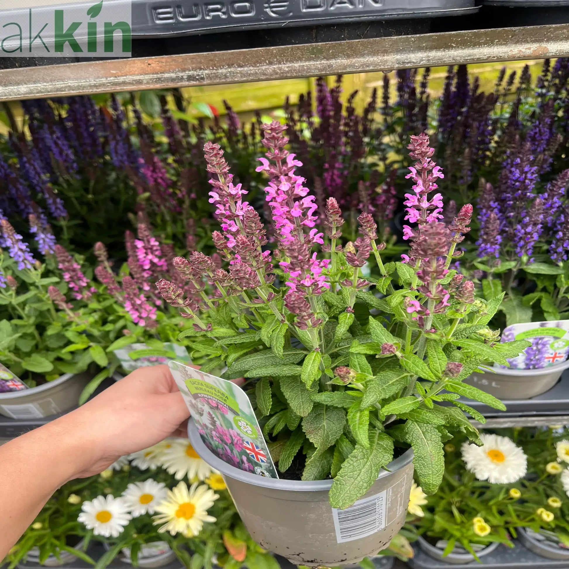 Salvia New Dimensions Rose 9cm/1.5L One Click Plants