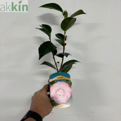 Camellia 'Desire' 9cm / 5L One Click Plants