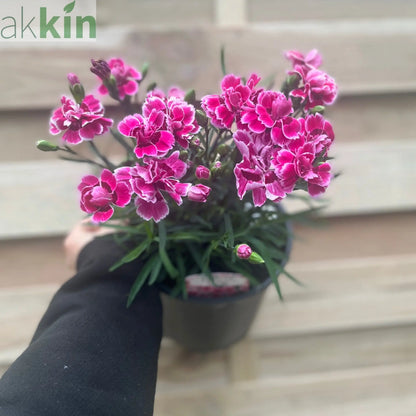 Dianthus 'Esta' 3L One Click Plants