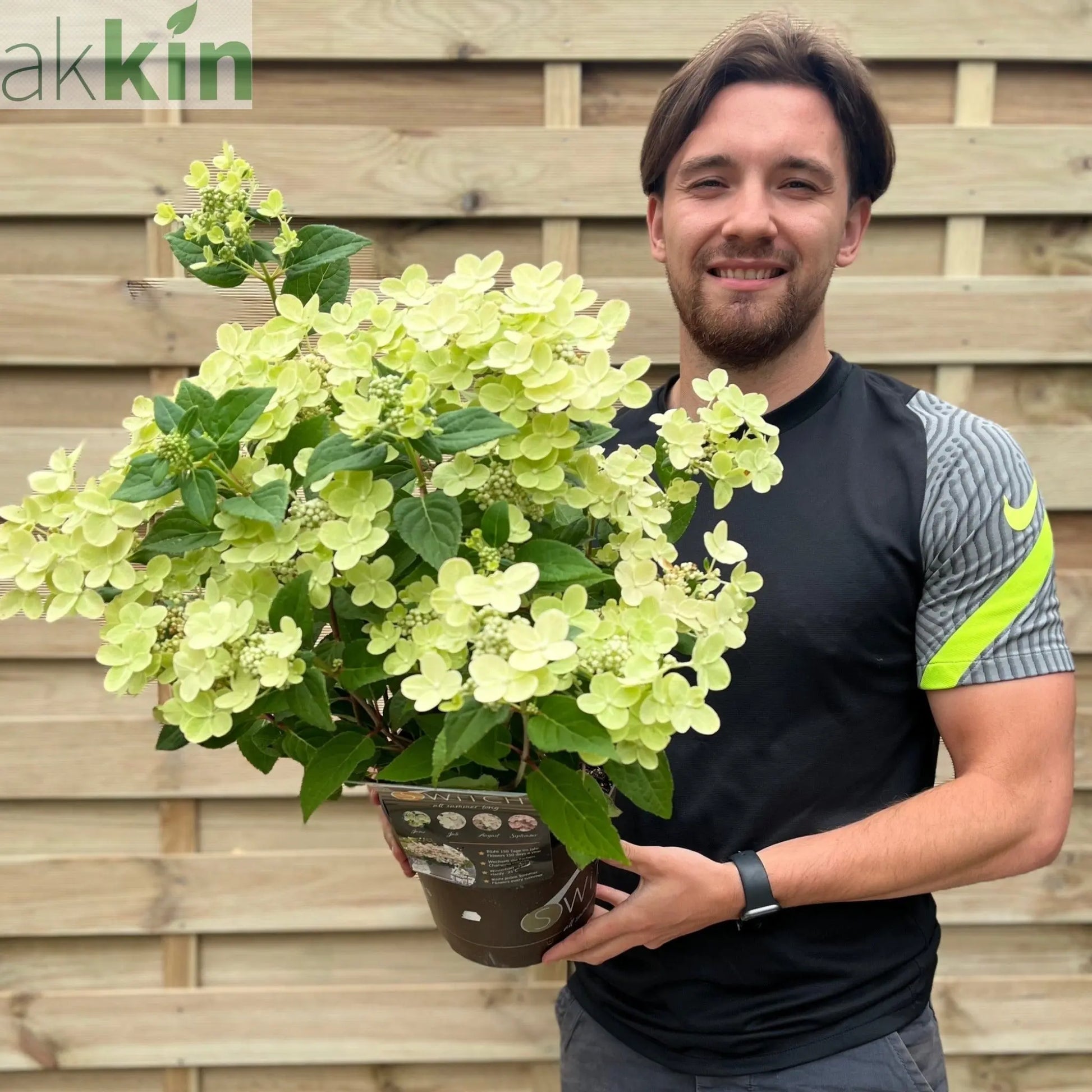 Hydrangea paniculata Switch 'Polestar' 'Ophelia' 9cm / 3L One Click Plants