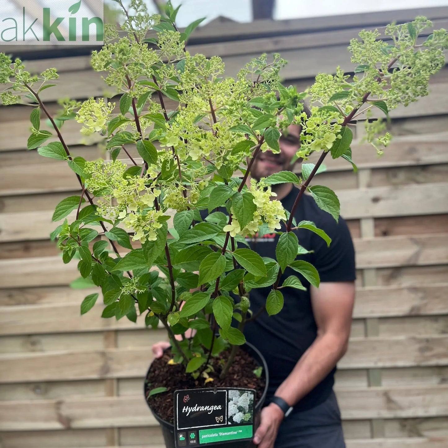 Hydrangea paniculata 'Diamantino' 10L One Click Plants