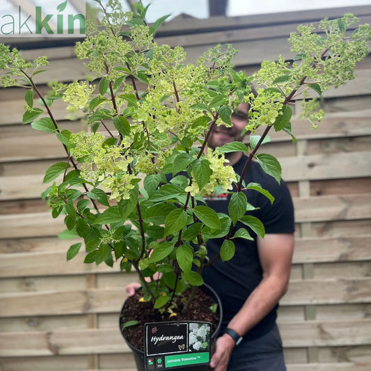 Hydrangea paniculata 'Diamantino' 10L One Click Plants