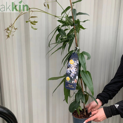 Clematis armandii - 'Enham Star'  (Evergreen and Fragrant) One Click Plants
