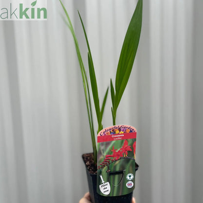 Crocosmia x crocosmiiflora 'Lucifer' 9cm/2L One Click Plants