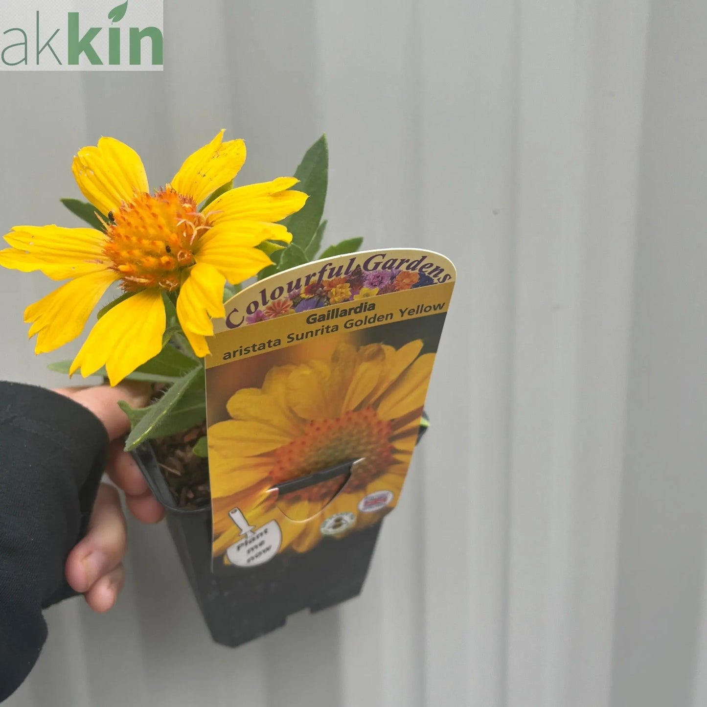 Gaillardia aristata 'Sunrita Golden Yellow' 9cm Pot One Click Plants