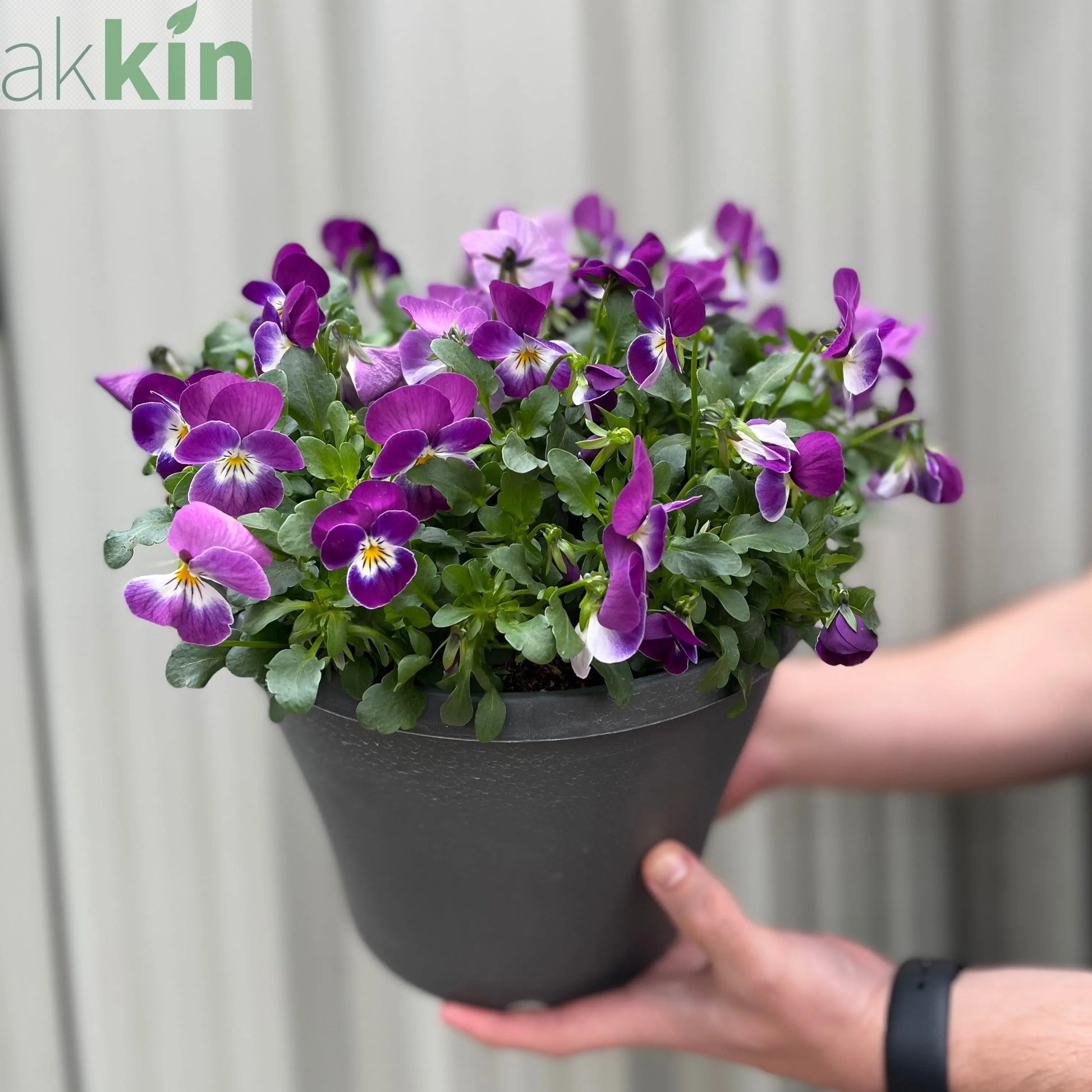 Planted Viola Plastic Pot (Purple & Yellow) One Click Plants