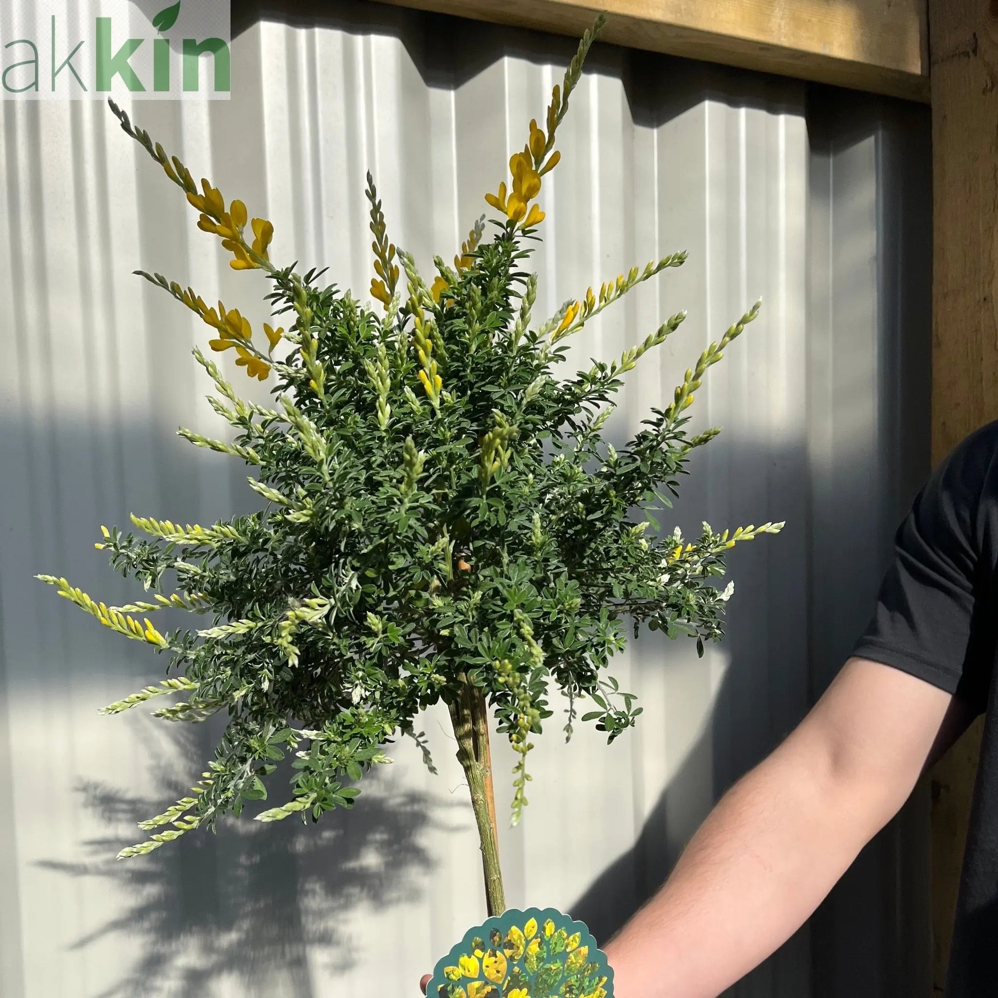 Broom Cytisus 'Racemosus' On Stem 50cm One Click Plants