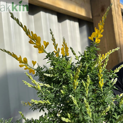 Broom Cytisus 'Racemosus' On Stem 50cm One Click Plants