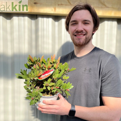 Callistemon citrinus splendens | Bottle Brush Plant | 2L One Click Plants